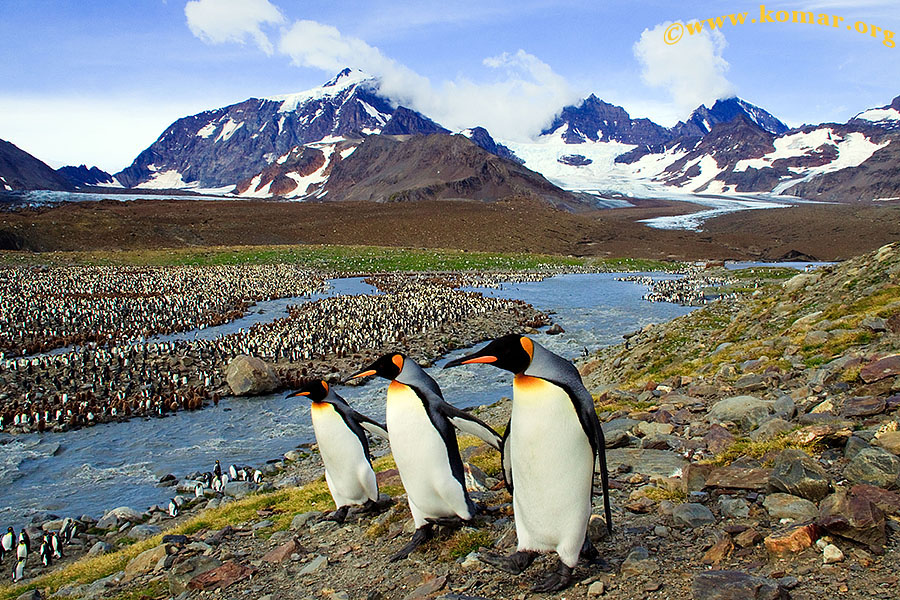 antarctica cruise south georgia