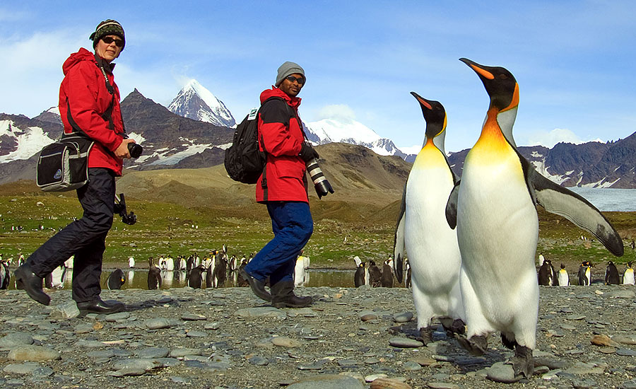 saint andrews king penguins