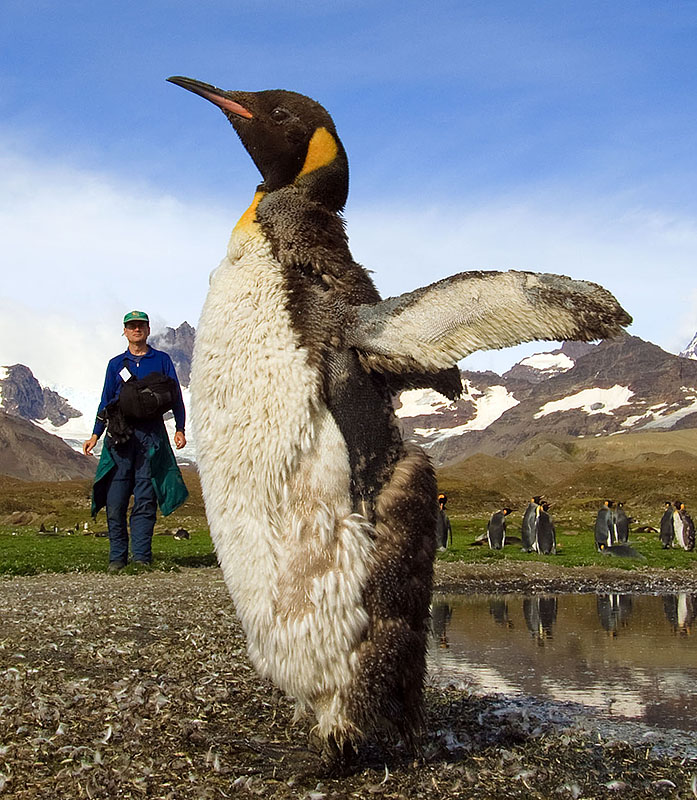 saint andrews king penguins fanning