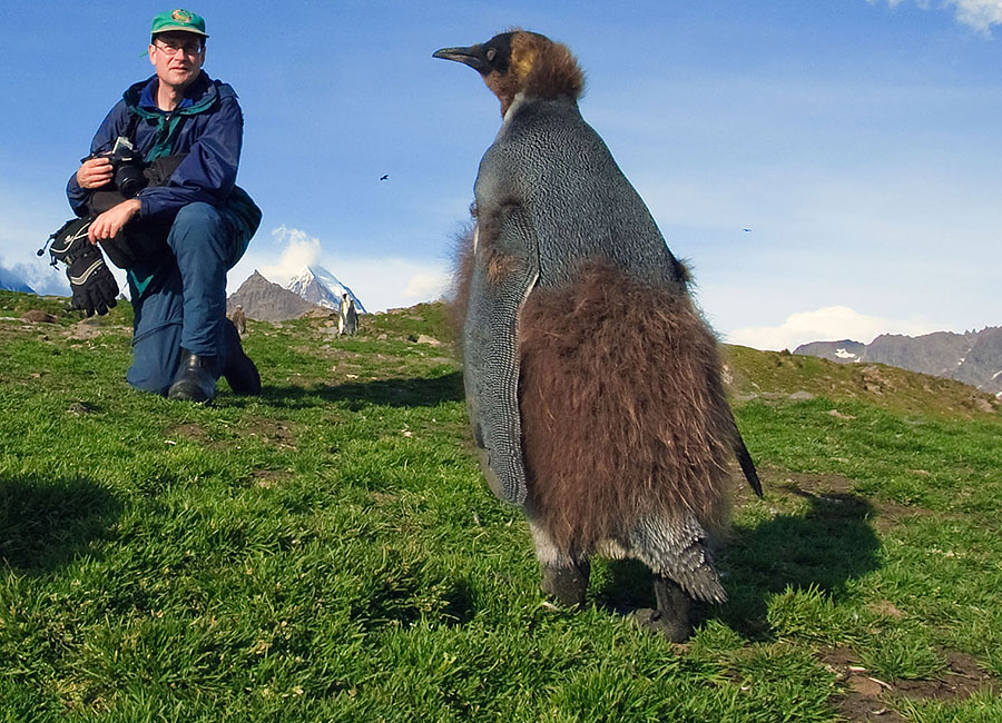 King Penguin Chick walks around