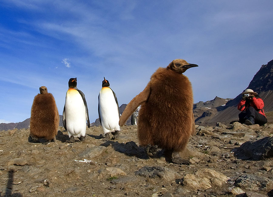 saint andrews king penguin chick amble