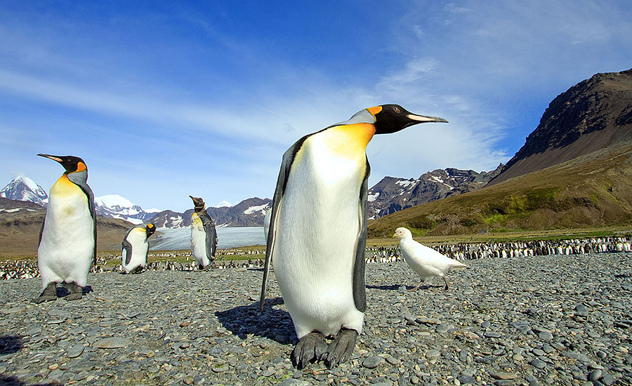 south georgia saint andrews king penguin 1