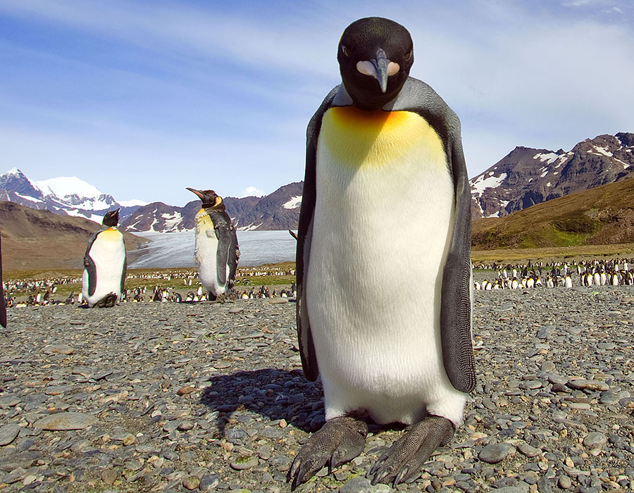 King Penguin Saint Andrews by camera
