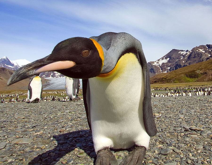 south georgia saint andrews king penguin 2