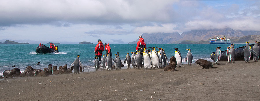 Salisbury Plains - South Georgia 3