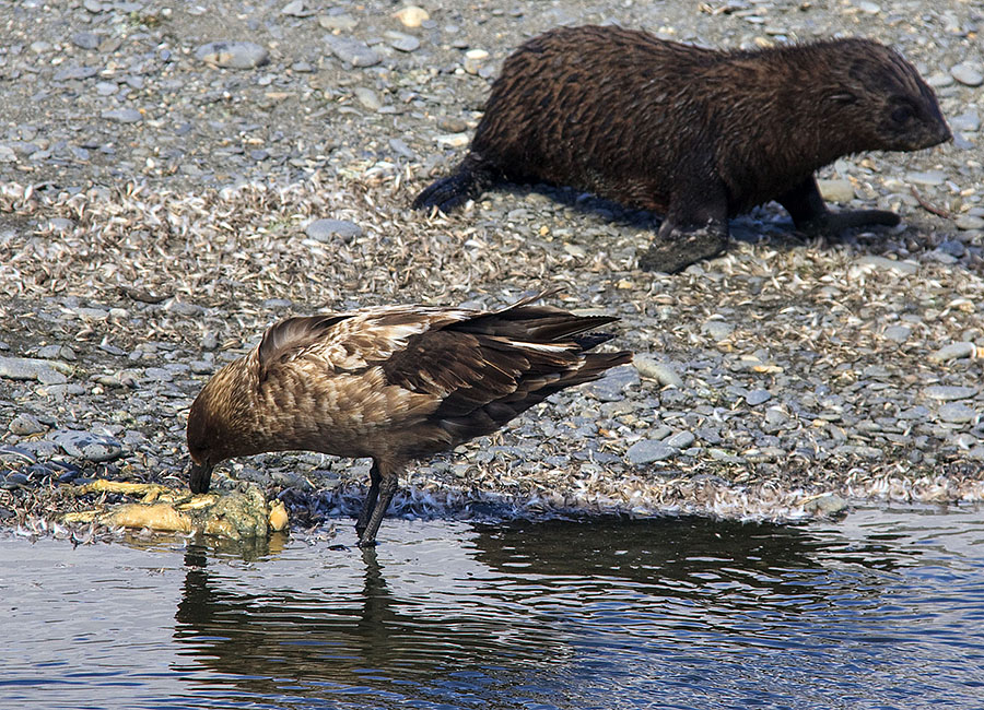 Salisbury Plains - South Georgia b