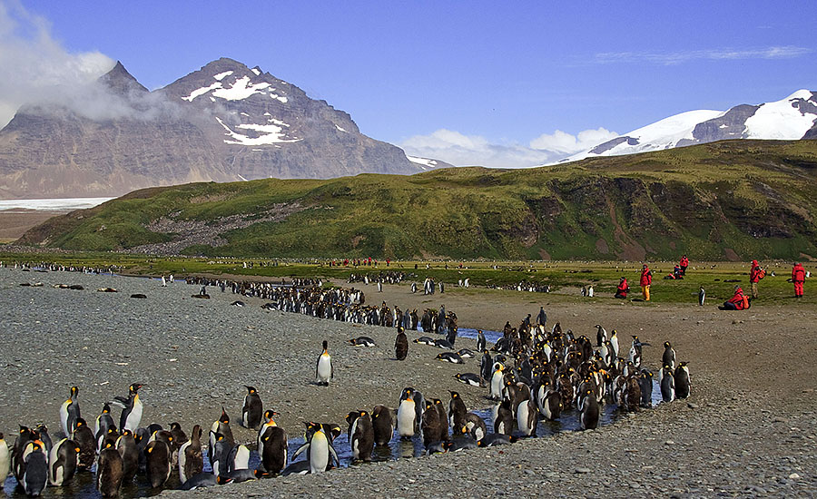 Salisbury Plains - South Georgia c