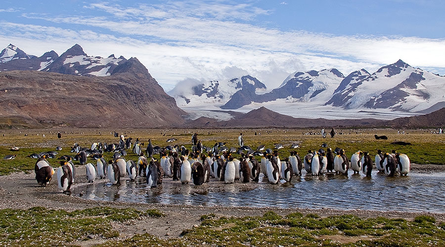 Salisbury Plains - South Georgia e