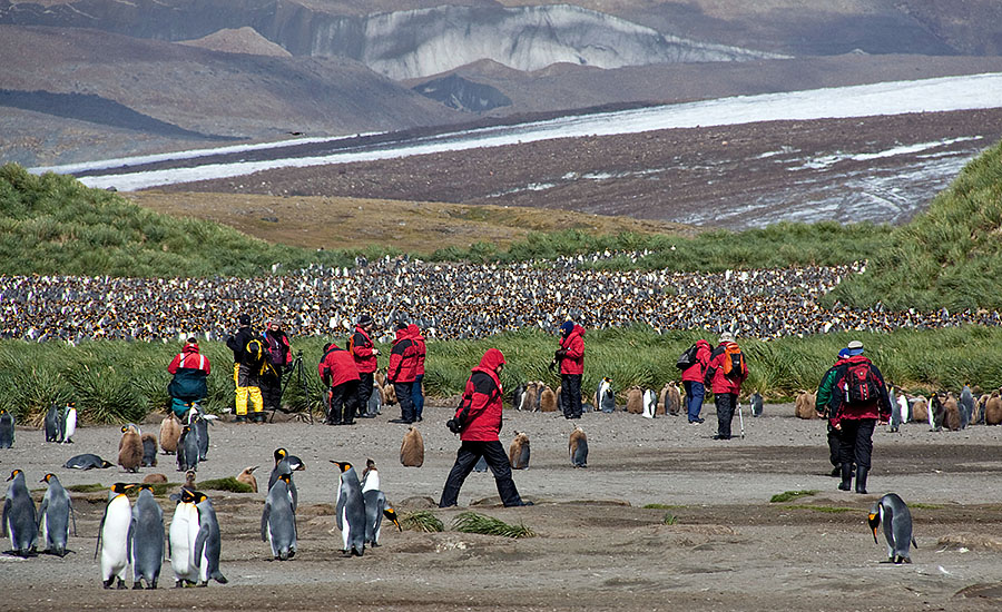 Salisbury Plains - South Georgia h