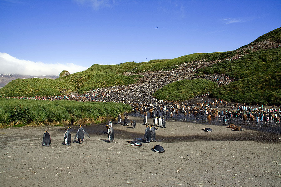 Salisbury Plains - South Georgia k