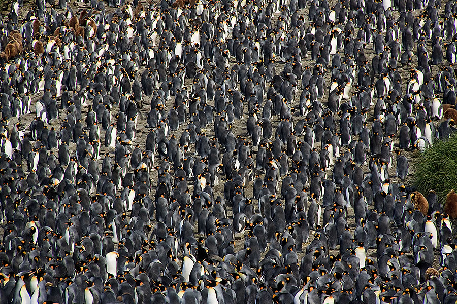 Salisbury Plains - South Georgia m