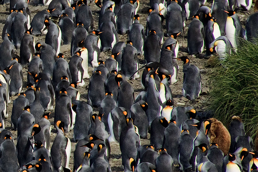 Salisbury Plains - South Georgia n