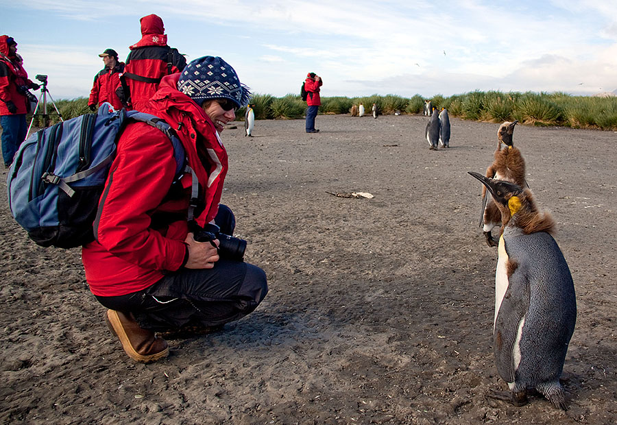 Salisbury Plains - South Georgia n