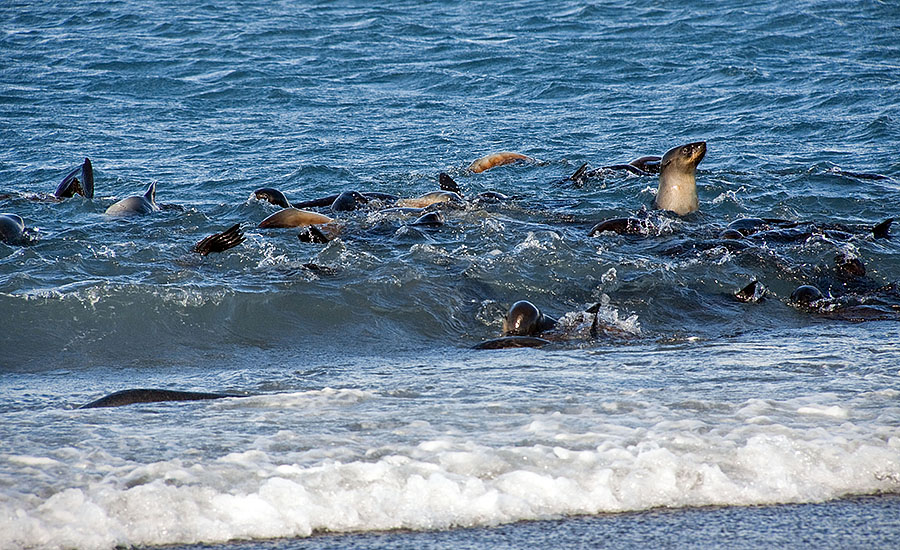 Salisbury Plains - South Georgia 8