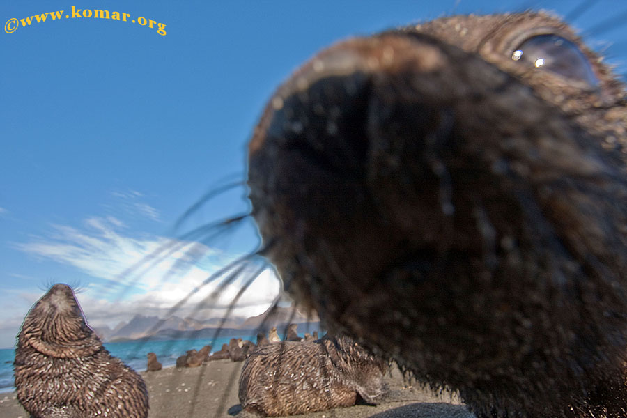 Fur Seal attacks camera!