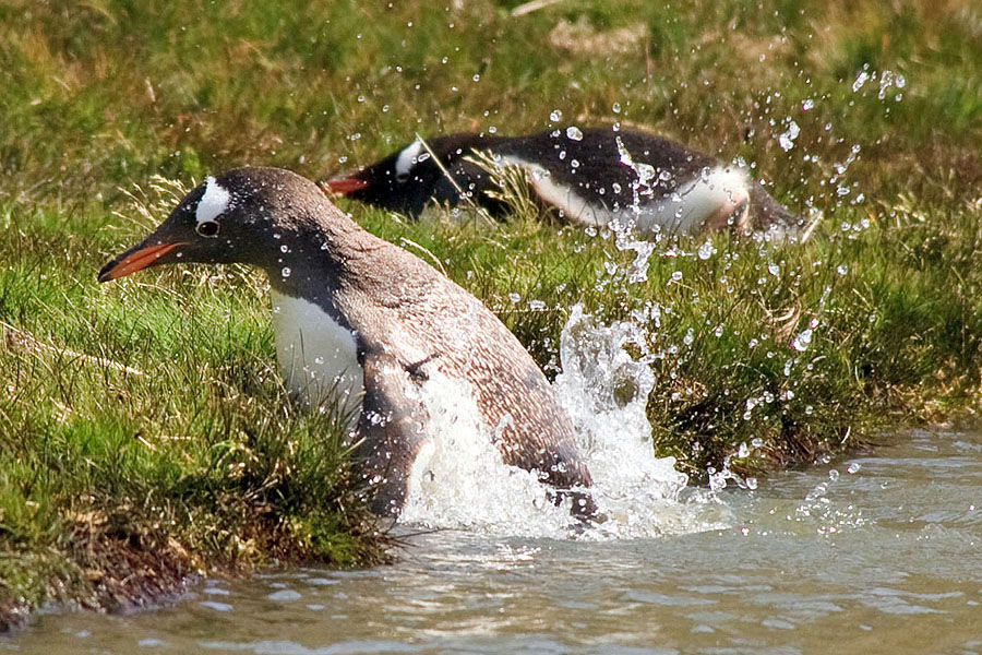 stromness gentoo penguin