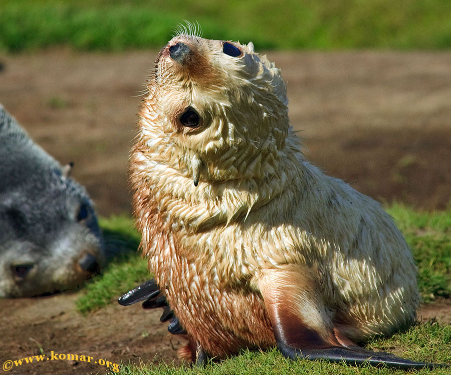 stromness albino fur seal