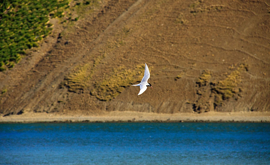 stromness bird