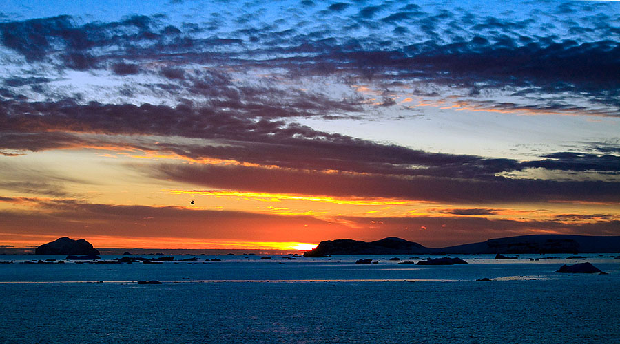 antarctica sunrise bird