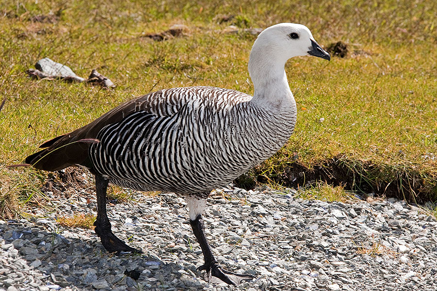 Terra Del Fuego Park wildlife