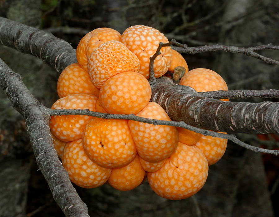 Cyttaria darwinii  Darwin's Fungus