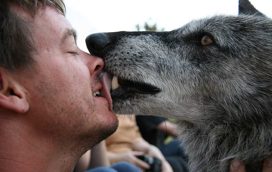 wolf lick