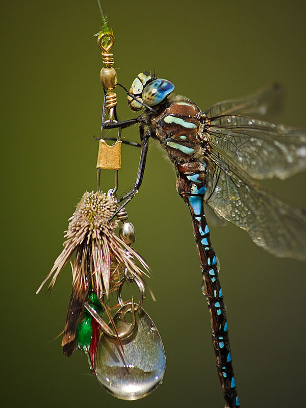 rmnp dragonfly lure