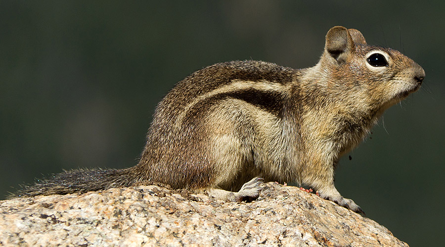 rmnp squirrel