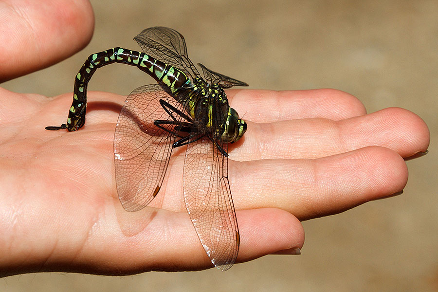 rmnp dragonfly