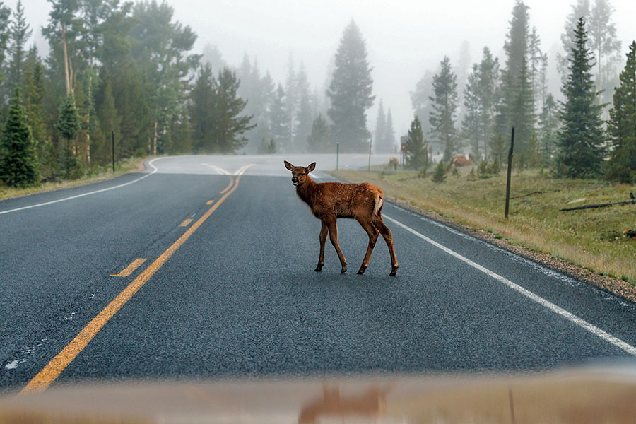 rmnp deer oldsmobile