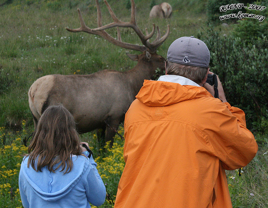 Elk Bird