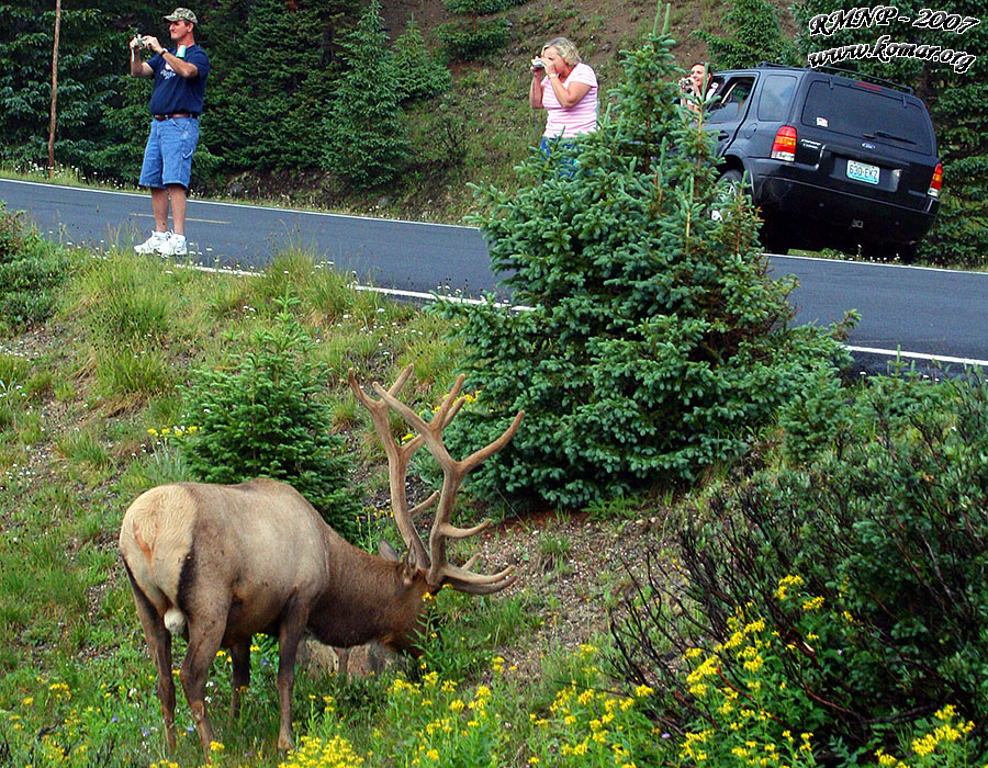 Elk Bird