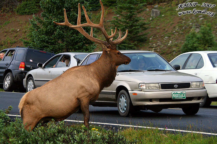 Elk Bird