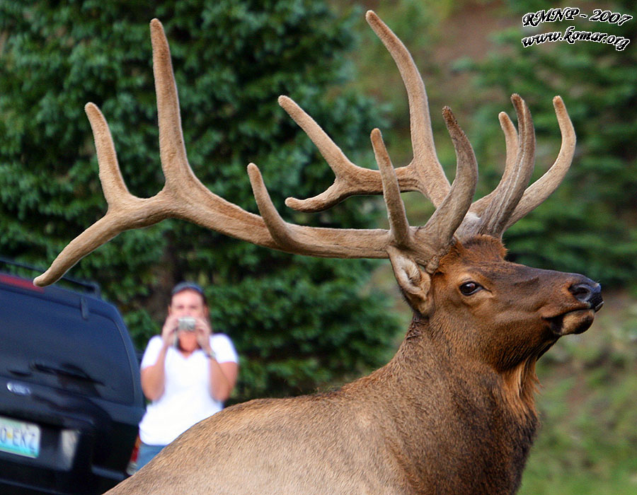 Elk Bird