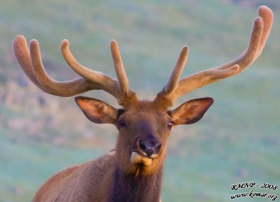 Elk chewing