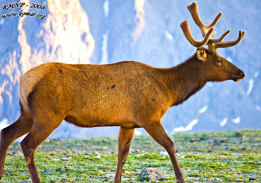 Elk rocky mountains