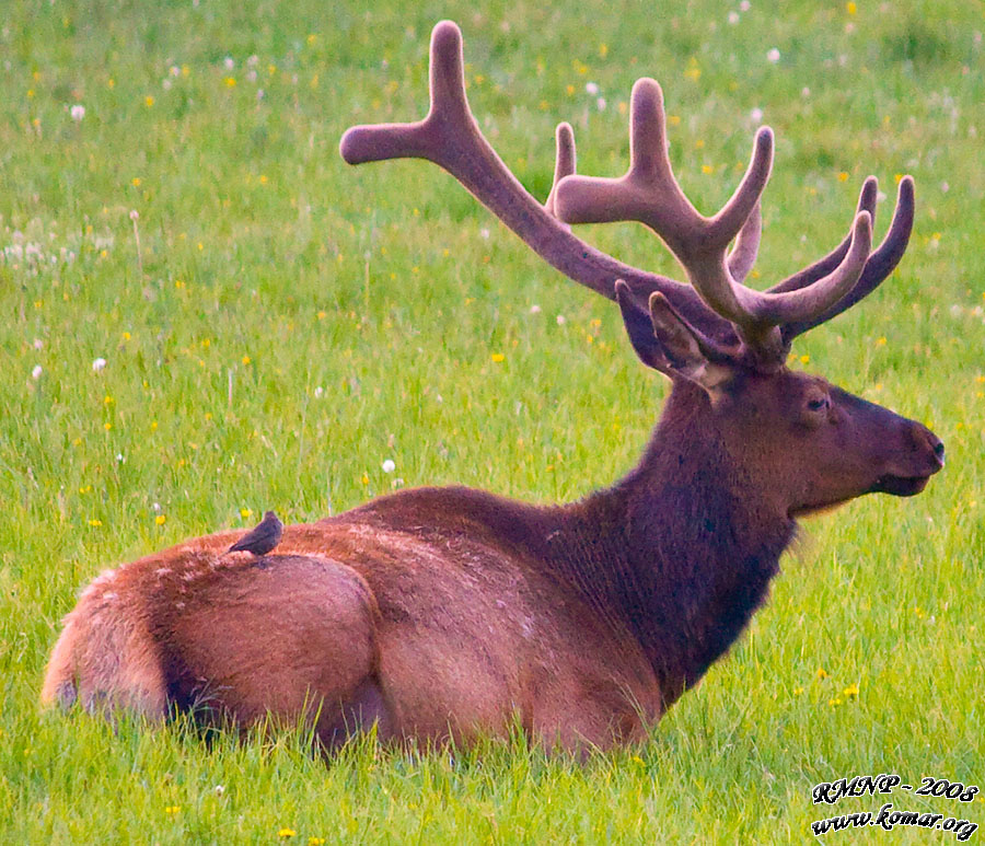 Elk Bird