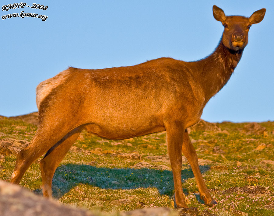 Elk Bird