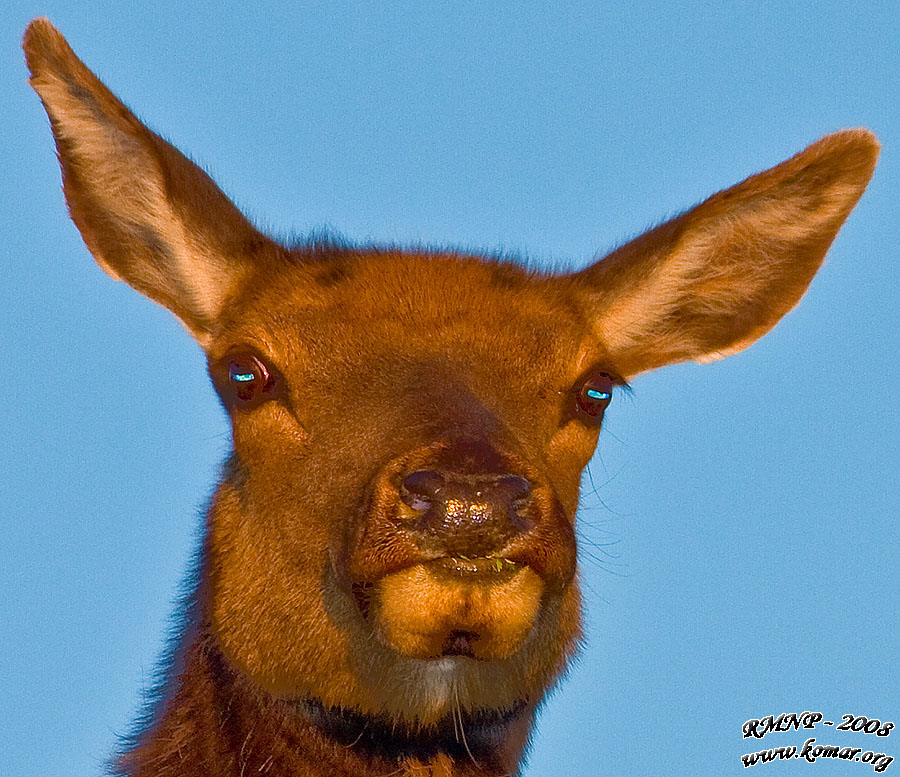 Elk Bird