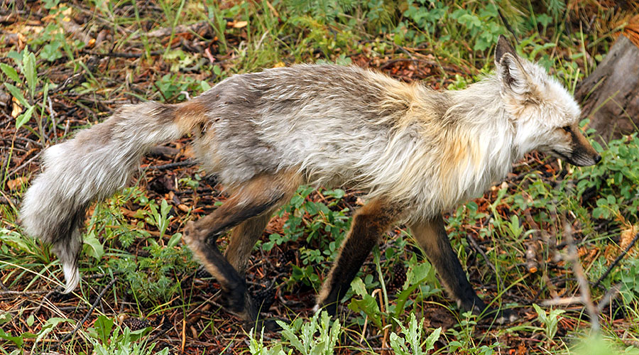 rmnp grand lake fox road side shot