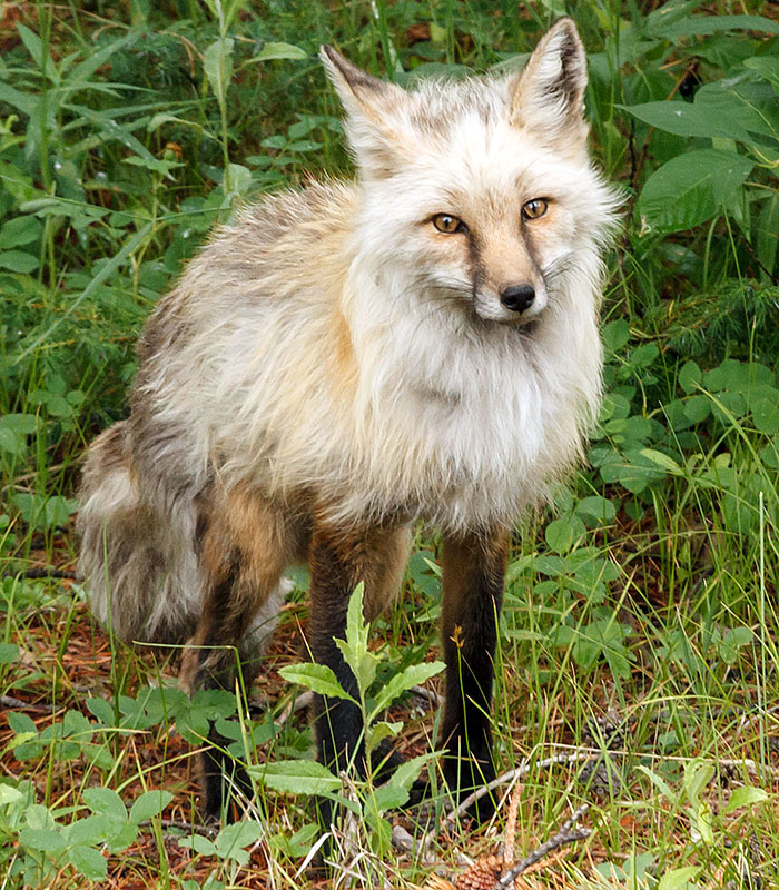 RMNP GL fox last view