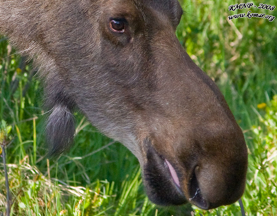 mom moose crop