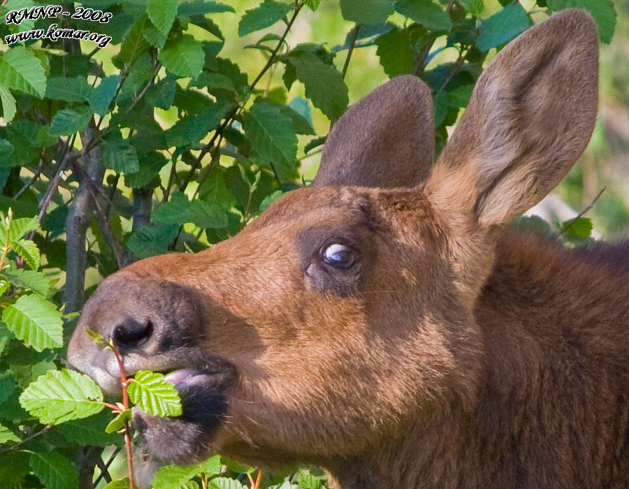 baby moose 1 crop