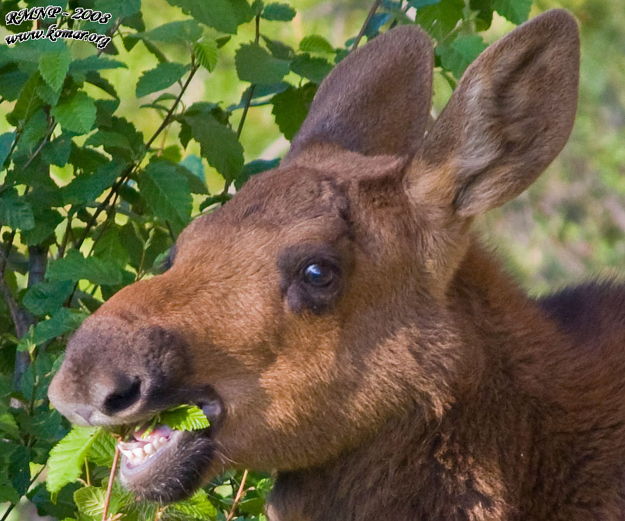 baby moose 2 crop