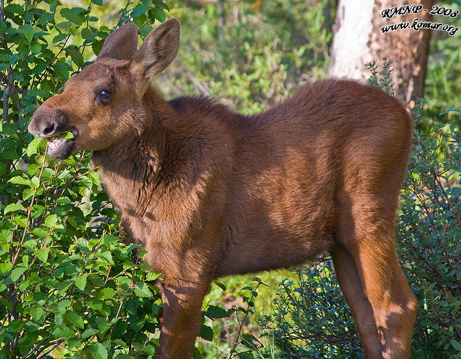 Baby Moose