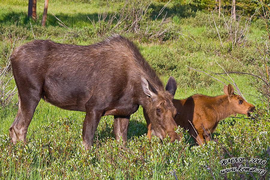 Momma and Baby Moose