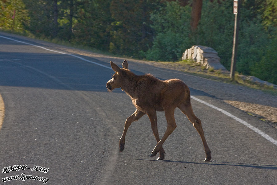 baby moose road