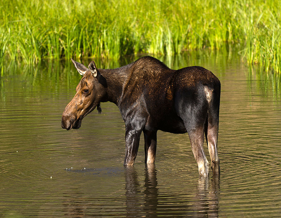 moose near grandby 1