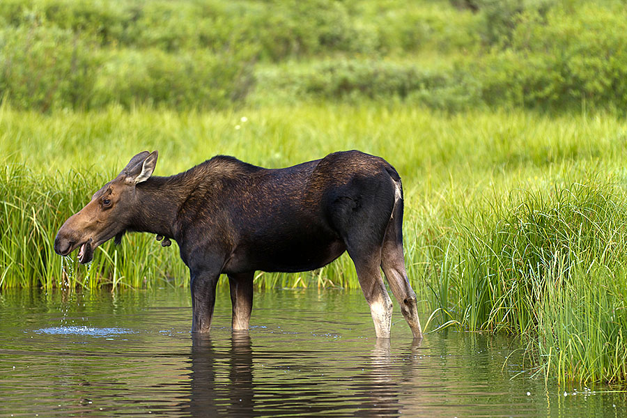 moose in motion