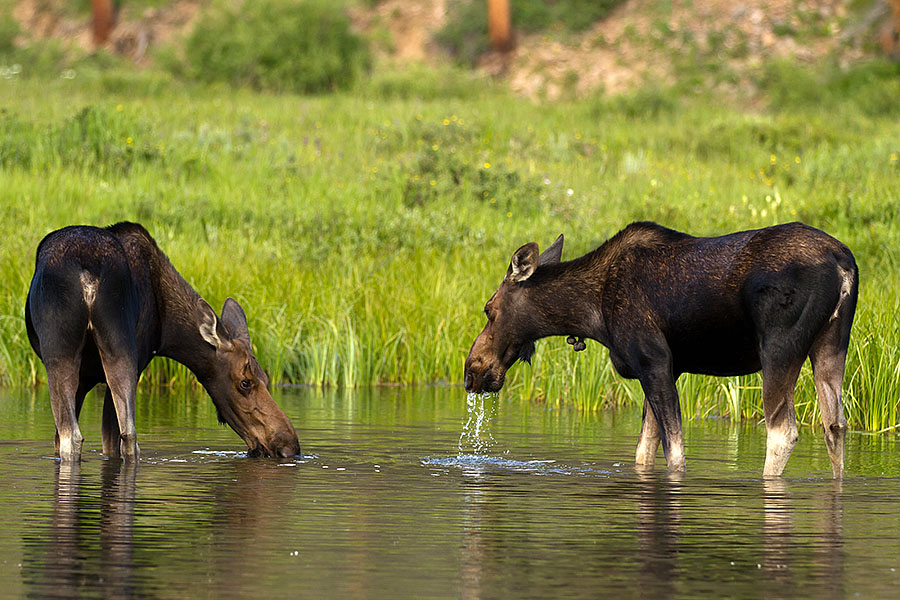 moose near grandby 1